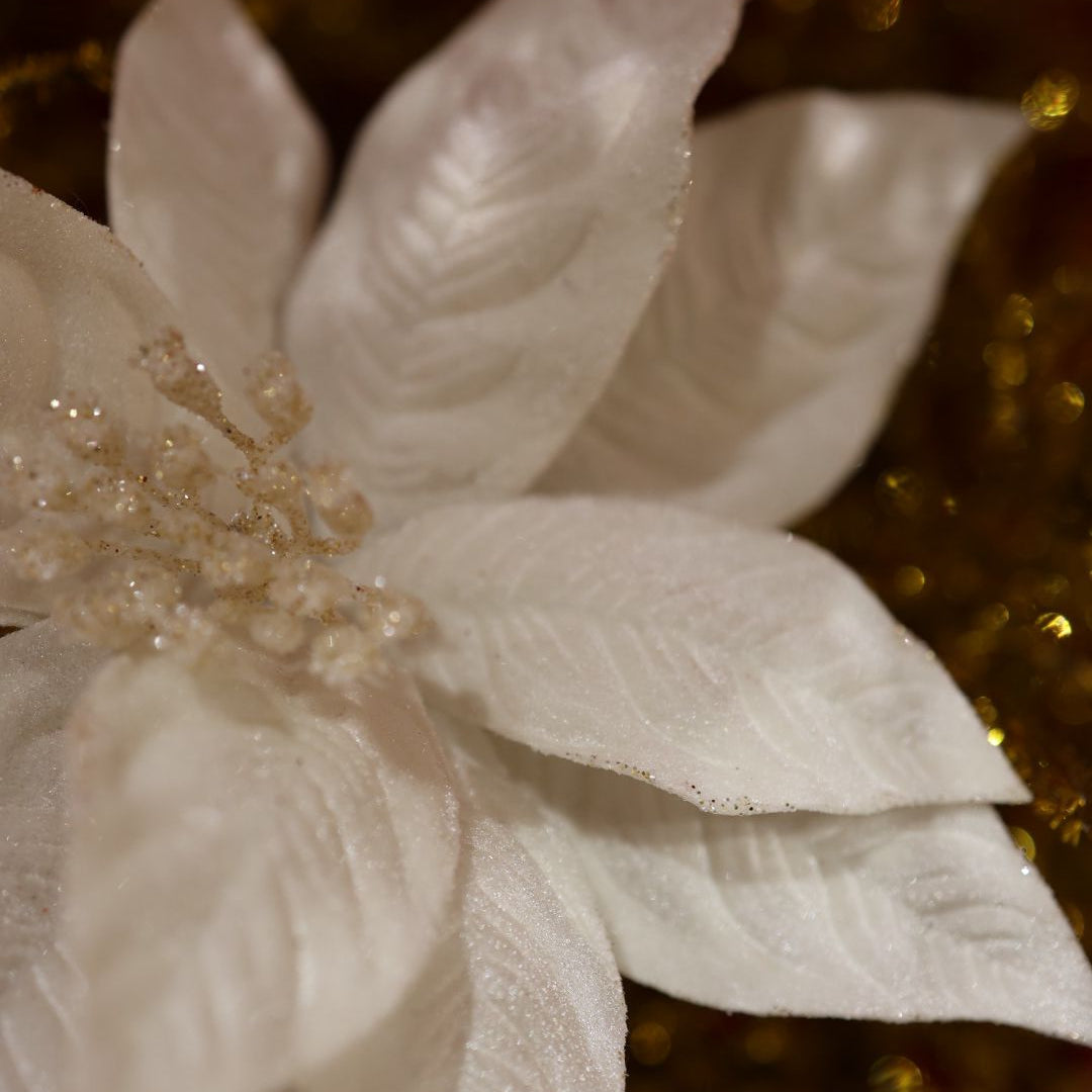 Poinsetta off-white