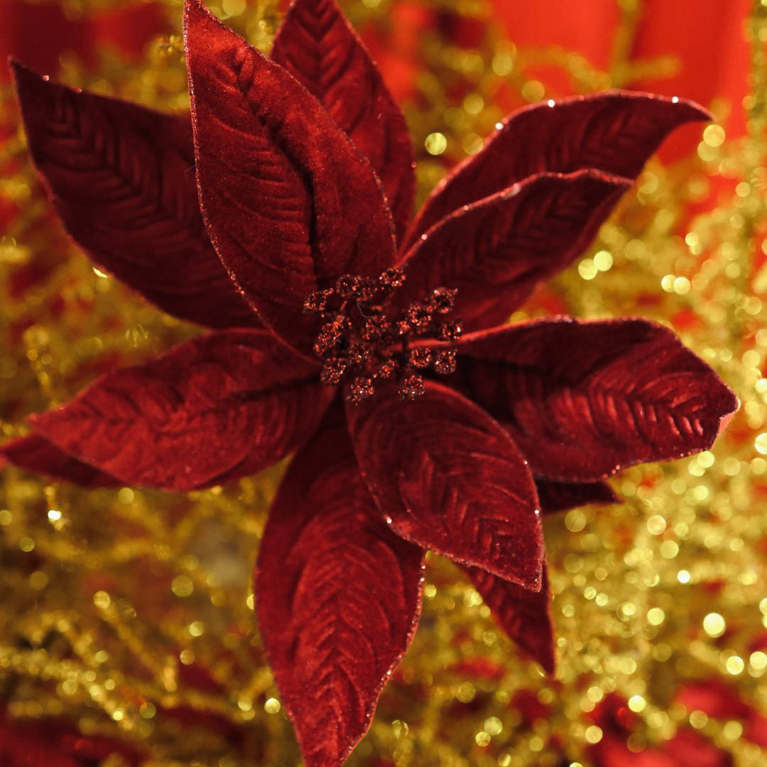 Ponsettia red velvet