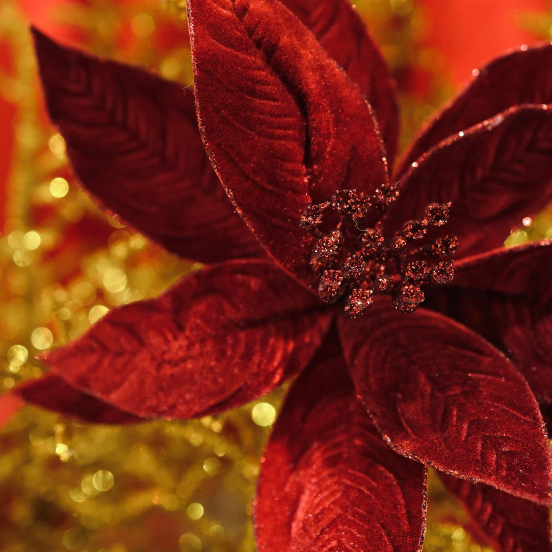 Ponsettia red velvet